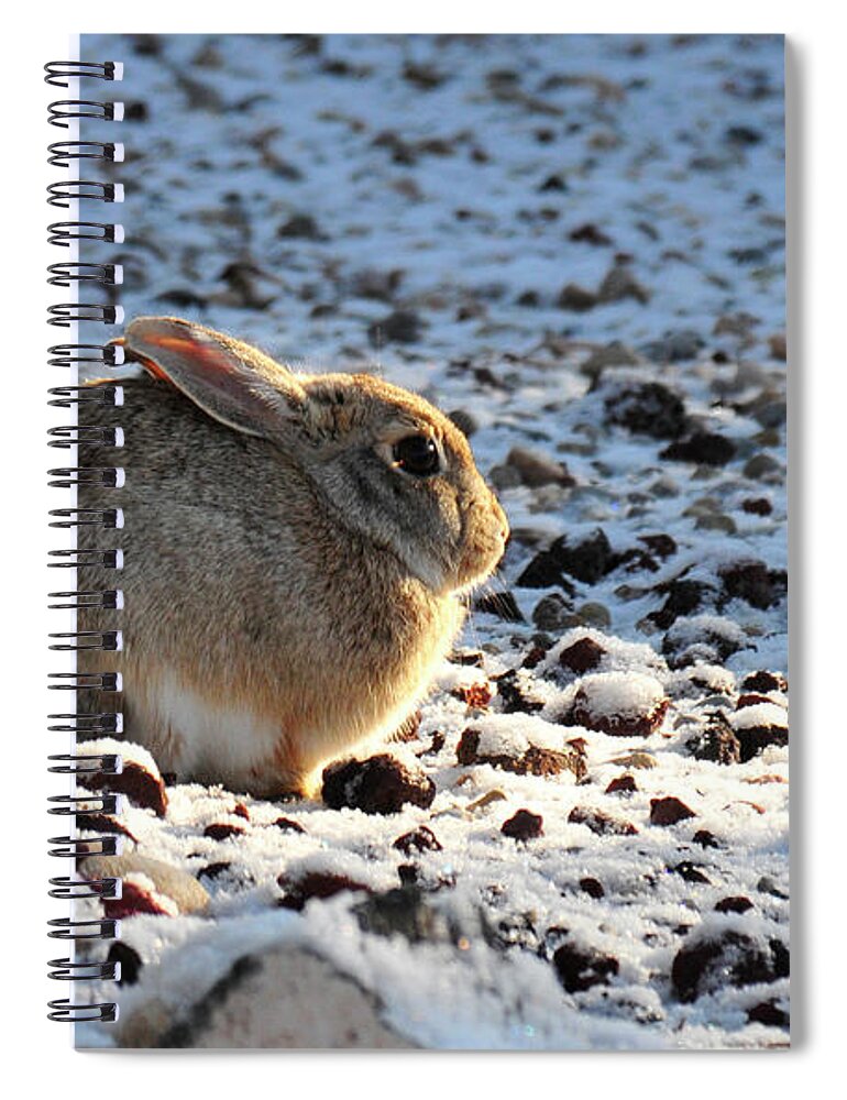 Animal Spiral Notebook featuring the photograph Wabbit by David Arment