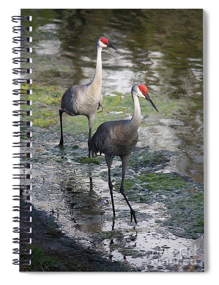 Sandhill Cranes Spiral Notebook featuring the photograph Wading Sandhills by Carol Groenen