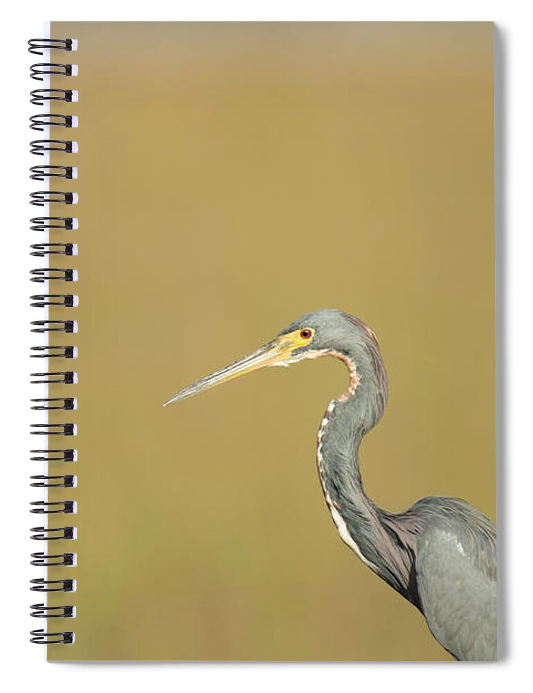 Everglades National Park Spiral Notebook featuring the photograph Waiting by Frank Madia