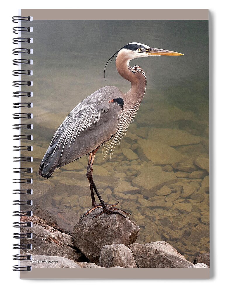 Blue Heron Spiral Notebook featuring the photograph Waiting by Terri Harper