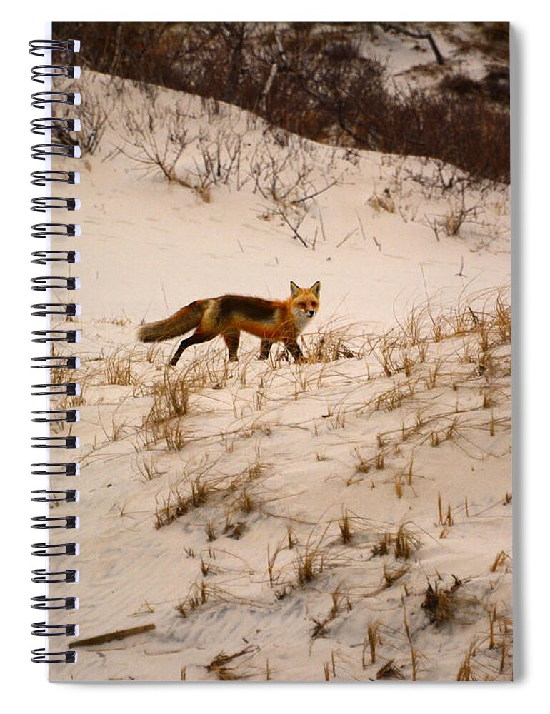 Walking Red Fox Spiral Notebook featuring the photograph Walking Fox by Raymond Salani III