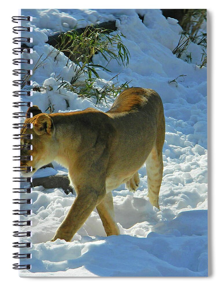 Panthera Leo Spiral Notebook featuring the photograph Walking On The Wild Side by Emmy Marie Vickers