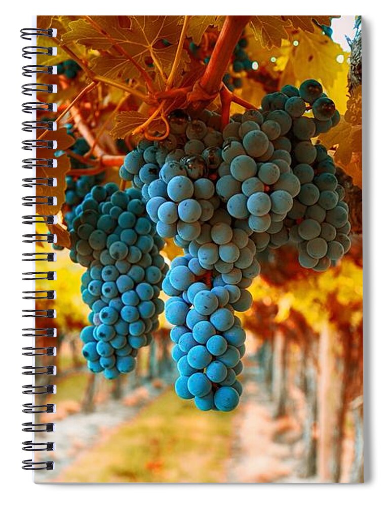 Walking Through The Grapes Spiral Notebook featuring the photograph Walking through the grapes by Lynn Hopwood