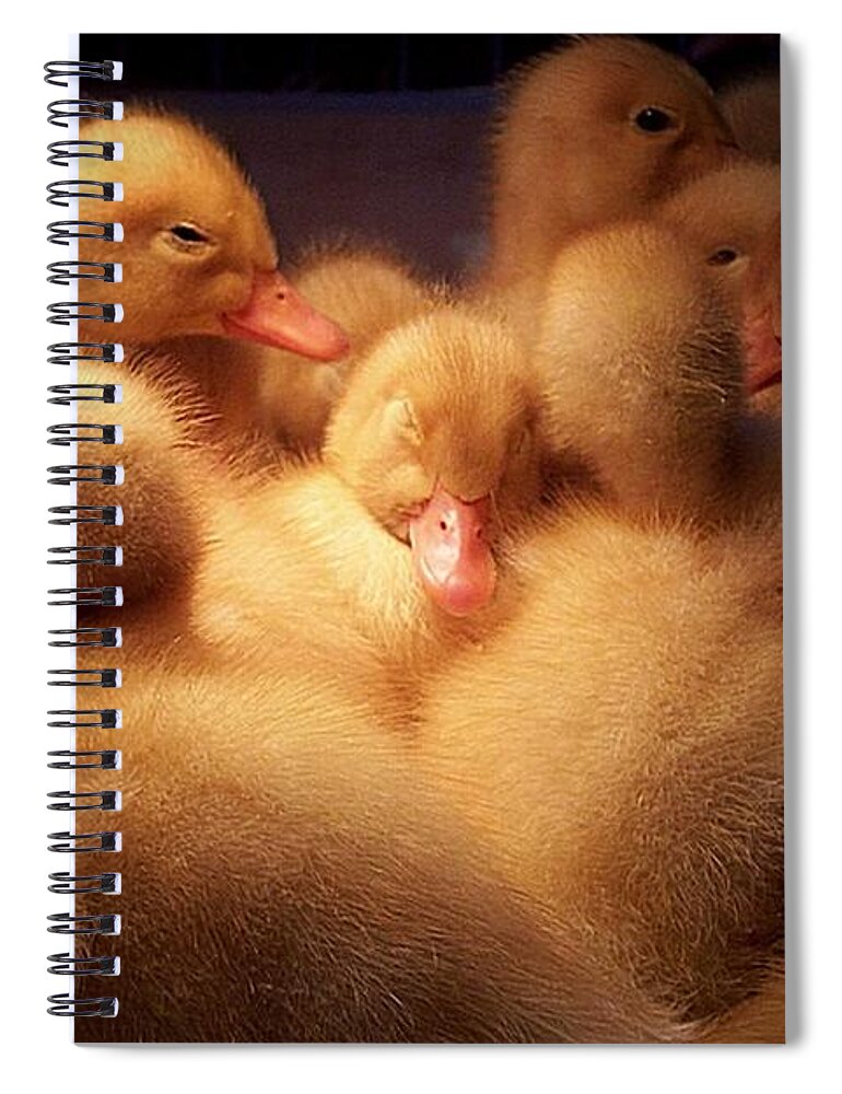 Ducks Spiral Notebook featuring the digital art Warm And Fuzzy- by Robert Orinski