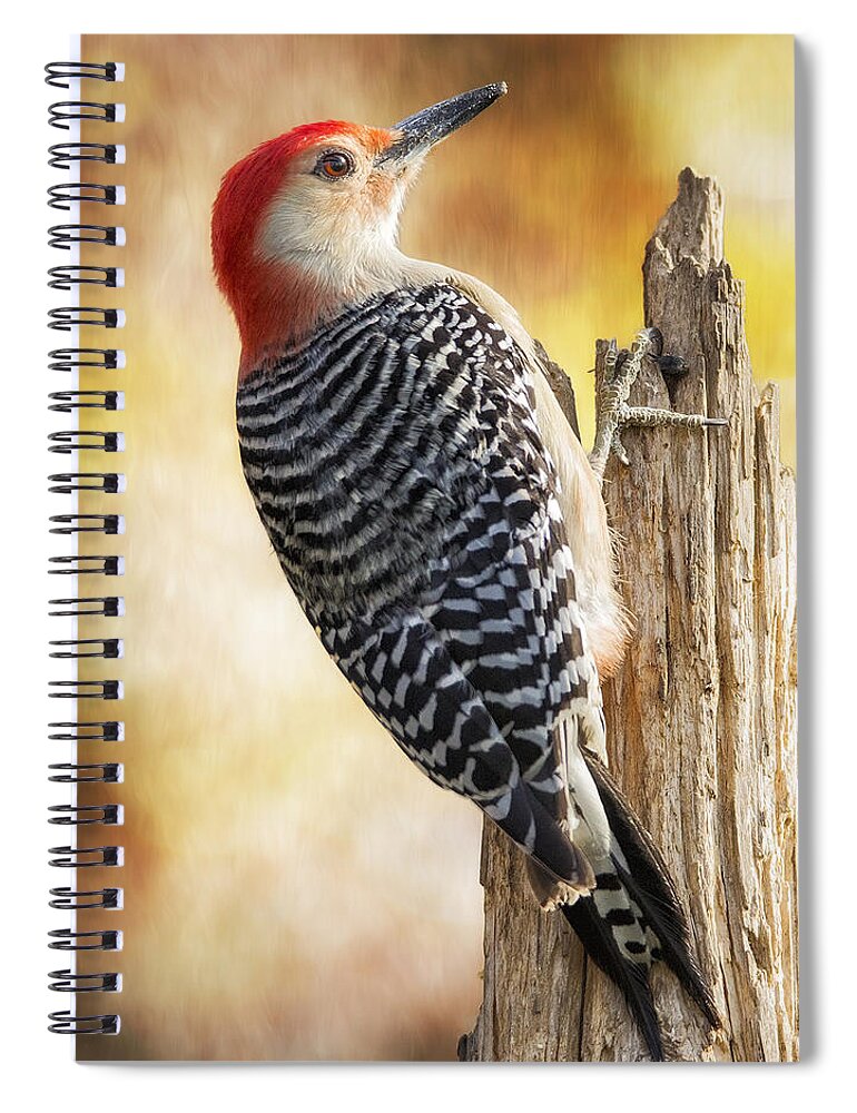 Red-bellied Woodpecker Spiral Notebook featuring the photograph Warm Morning Red-Belly by Bill and Linda Tiepelman