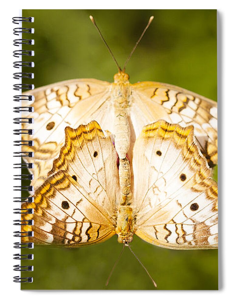 Butterflies Spiral Notebook featuring the photograph Was It Good for You? by Patty Colabuono
