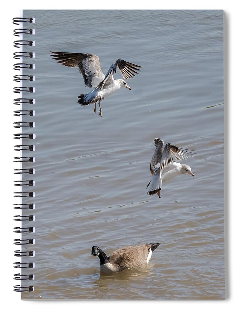 Gull Spiral Notebook featuring the photograph Watch Out Below by Holden The Moment