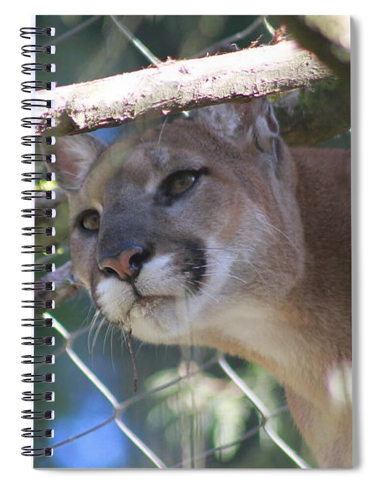 Palus Spiral Notebook featuring the photograph Watchful Eyes by Laddie Halupa