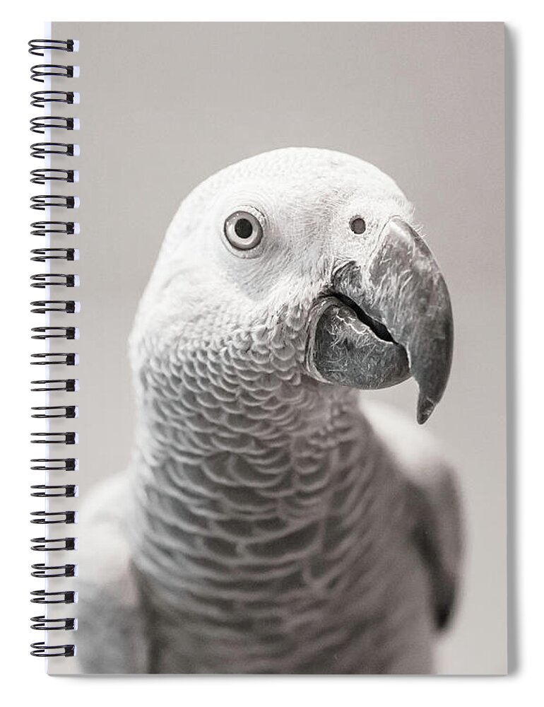 African Grey Spiral Notebook featuring the photograph Watchful by Jennifer Grossnickle