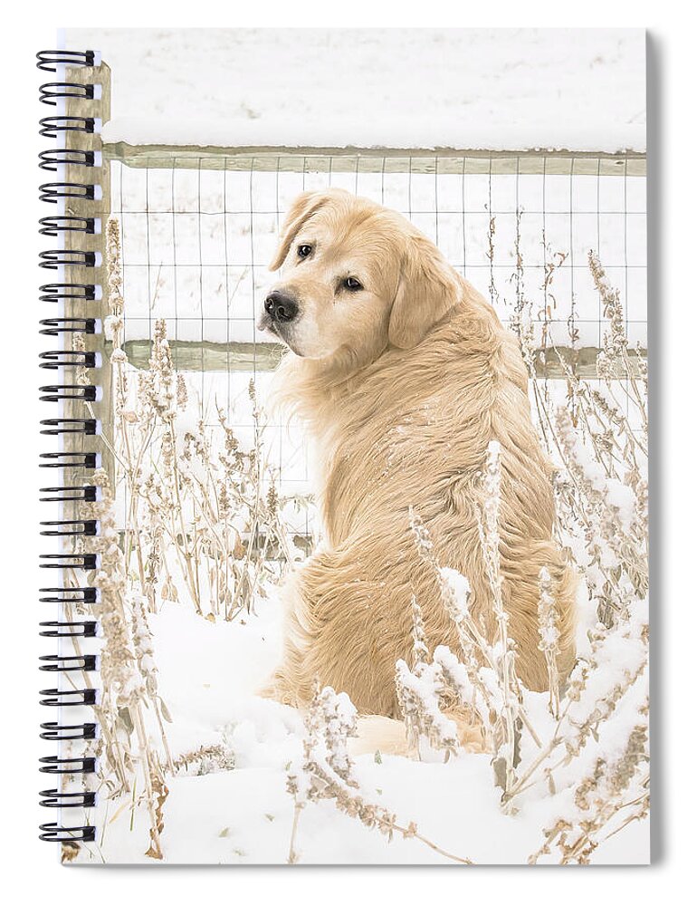 Golden Retriever Spiral Notebook featuring the photograph Watching It Snow by Jennifer Grossnickle