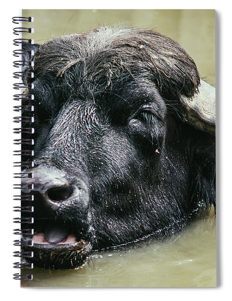 Submerged Spiral Notebook featuring the photograph Water Buffalo Portrait by Pati Photography