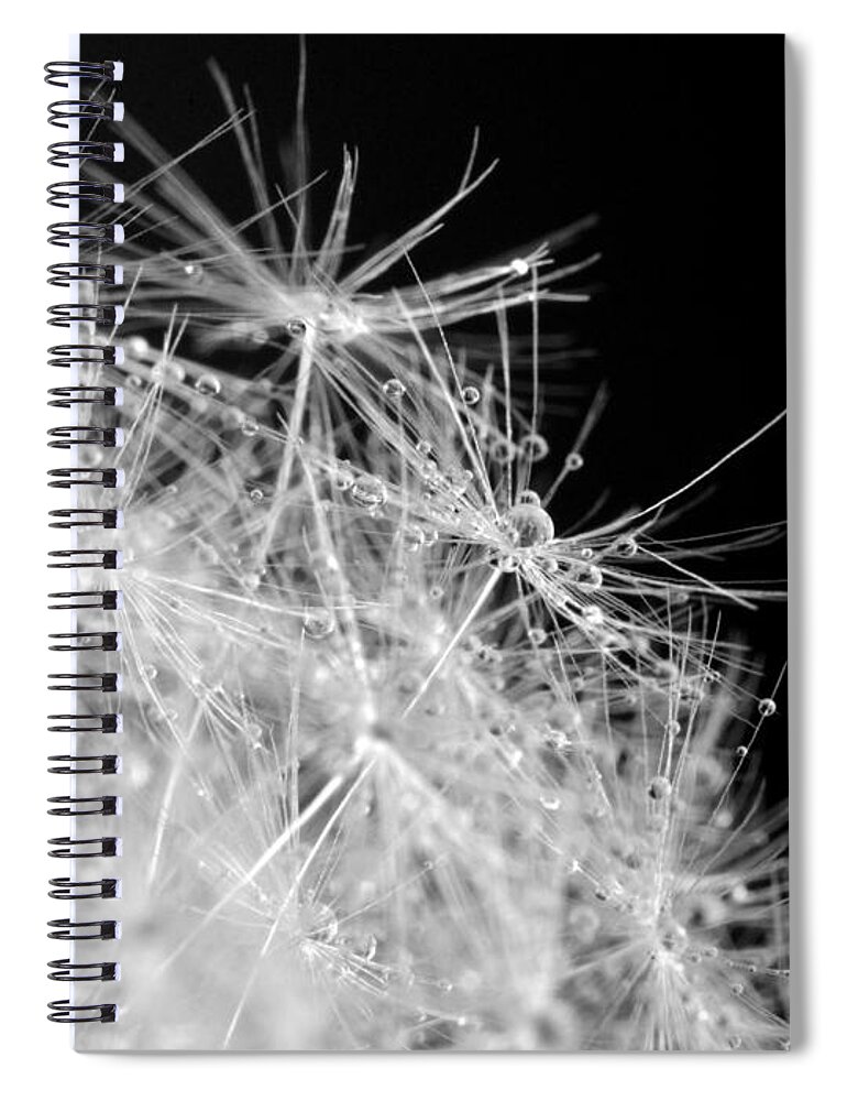 Water Drops On Dandelion Spiral Notebook featuring the photograph Water drops on Dandelion by Marianna Mills
