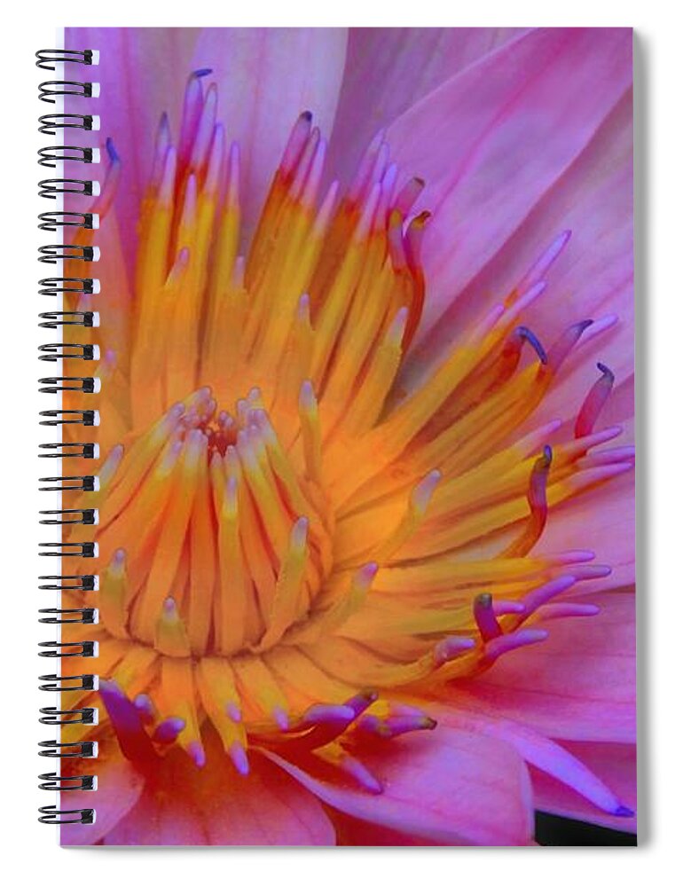Flower Spiral Notebook featuring the photograph Water Lily by DJ Florek