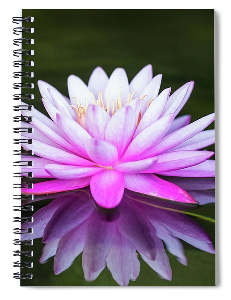 Tropical Spiral Notebook featuring the photograph Water Lily by Ed Taylor