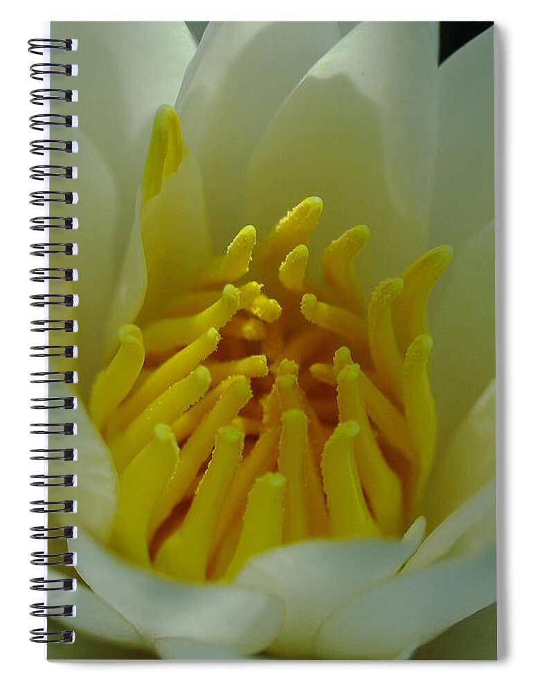 Lily Spiral Notebook featuring the photograph Water Lily by Juergen Roth
