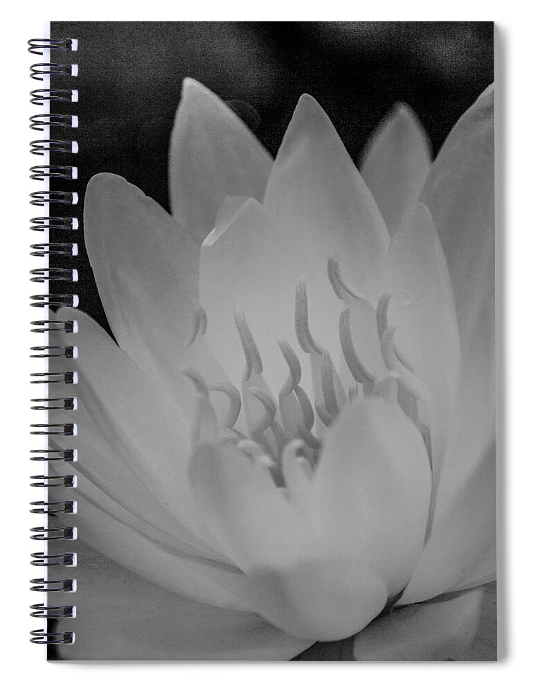 Water Lily Spiral Notebook featuring the photograph Water Lily Soft Monochrome by Teresa Wilson