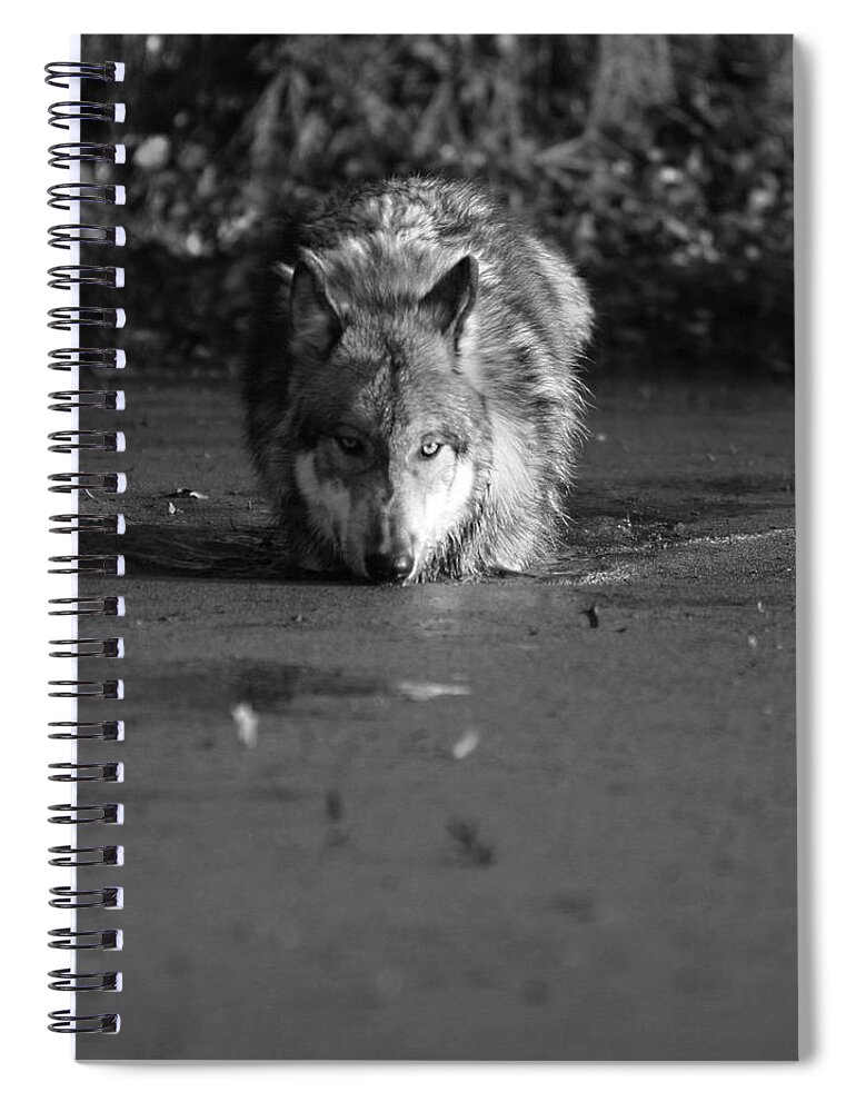 Wolf Wolves Lupine Canis Lupis Animal Wildlife Photograph Photography Spiral Notebook featuring the photograph Water Wolf I by Shari Jardina