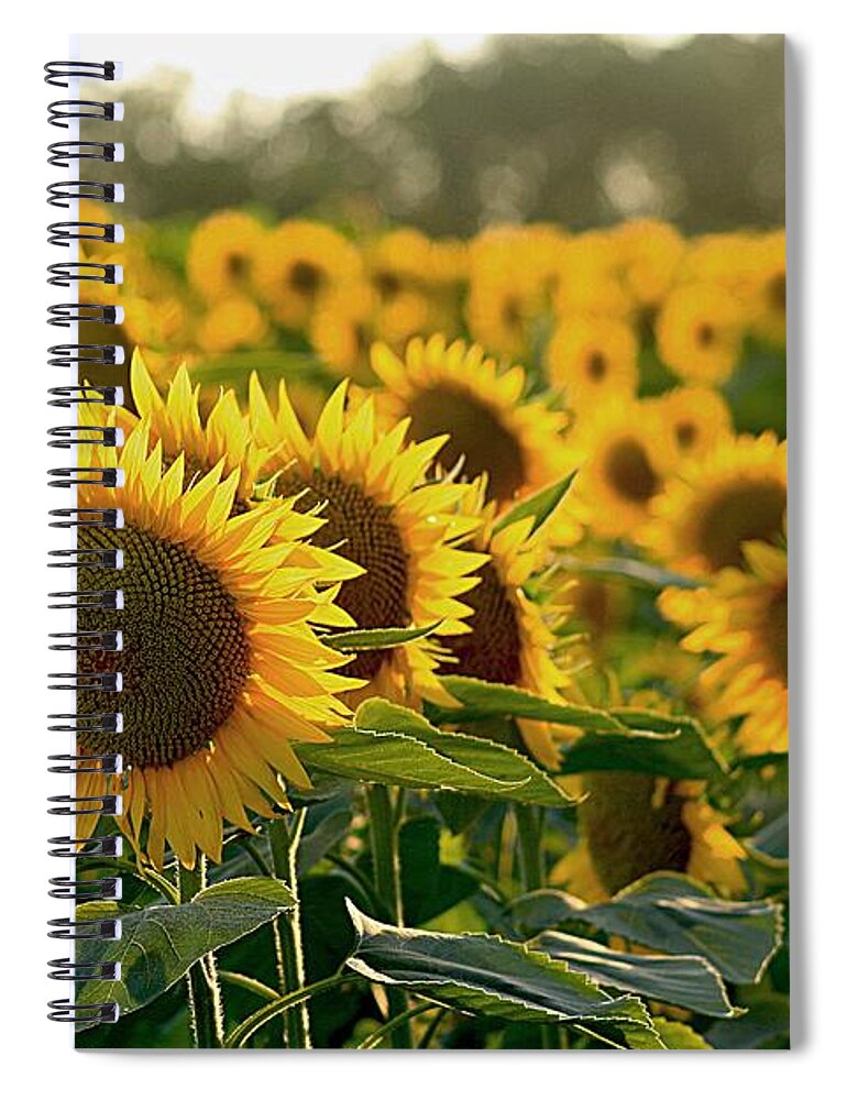Yellow Flowers Spiral Notebook featuring the photograph Waving Sunflowers in a Field by Karen McKenzie McAdoo