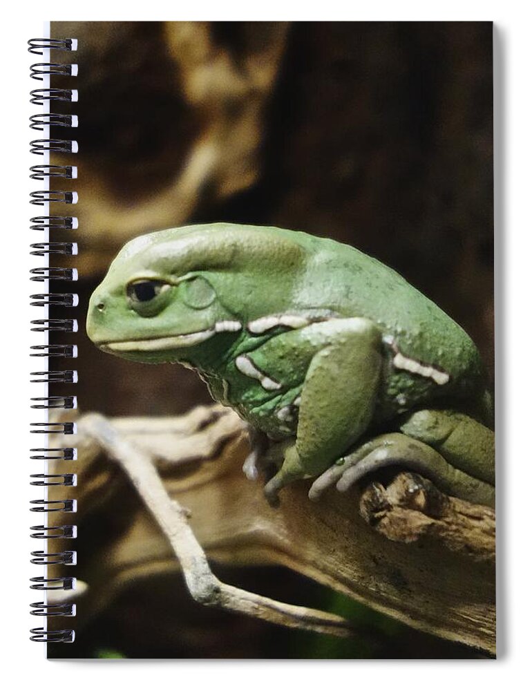 Waxy Monkey Frog Spiral Notebook featuring the photograph Waxy Monkey Frog by Joan Reese