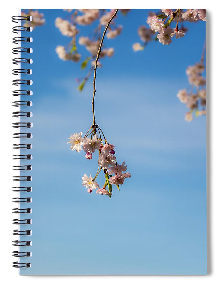 Weeping Cherry Tree Branch 3 Spiral Notebook featuring the photograph Weeping Cherry Tree Branch 3 by Tracy Winter