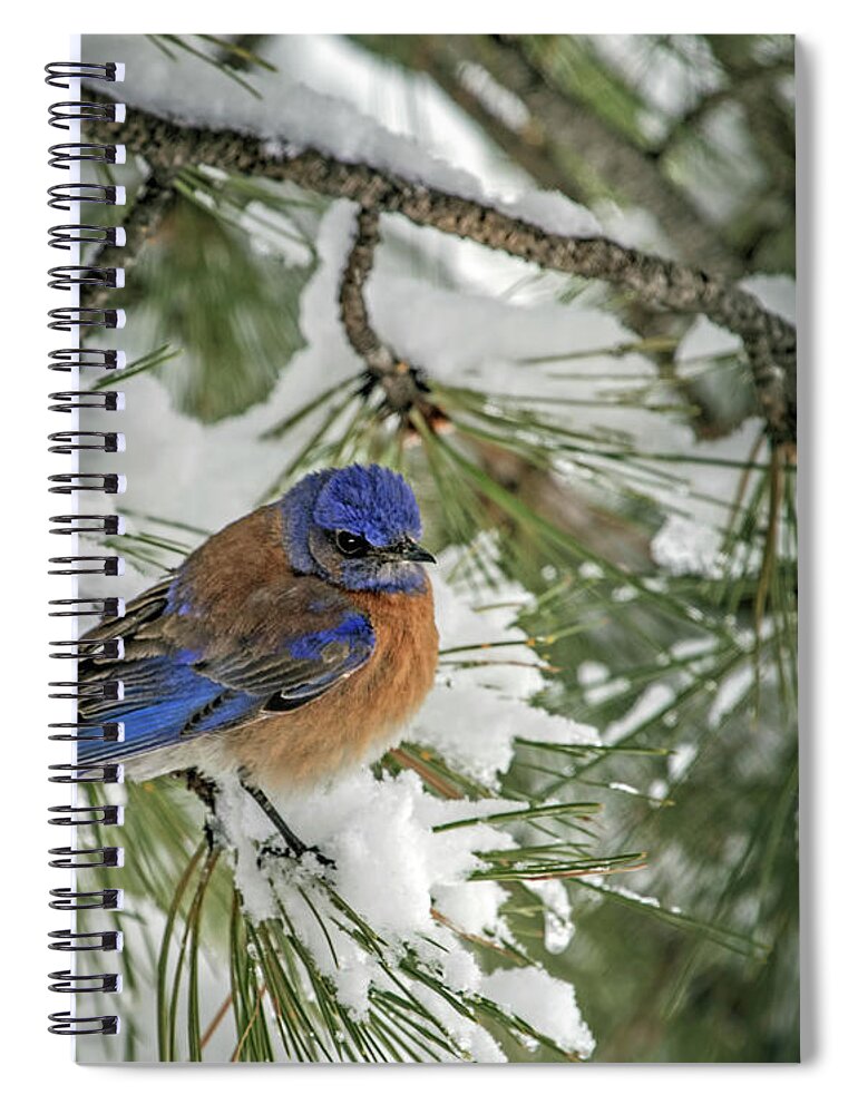 Sialia Mexicana Spiral Notebook featuring the photograph Western Bluebird in a Snowy Pine by Dawn Key