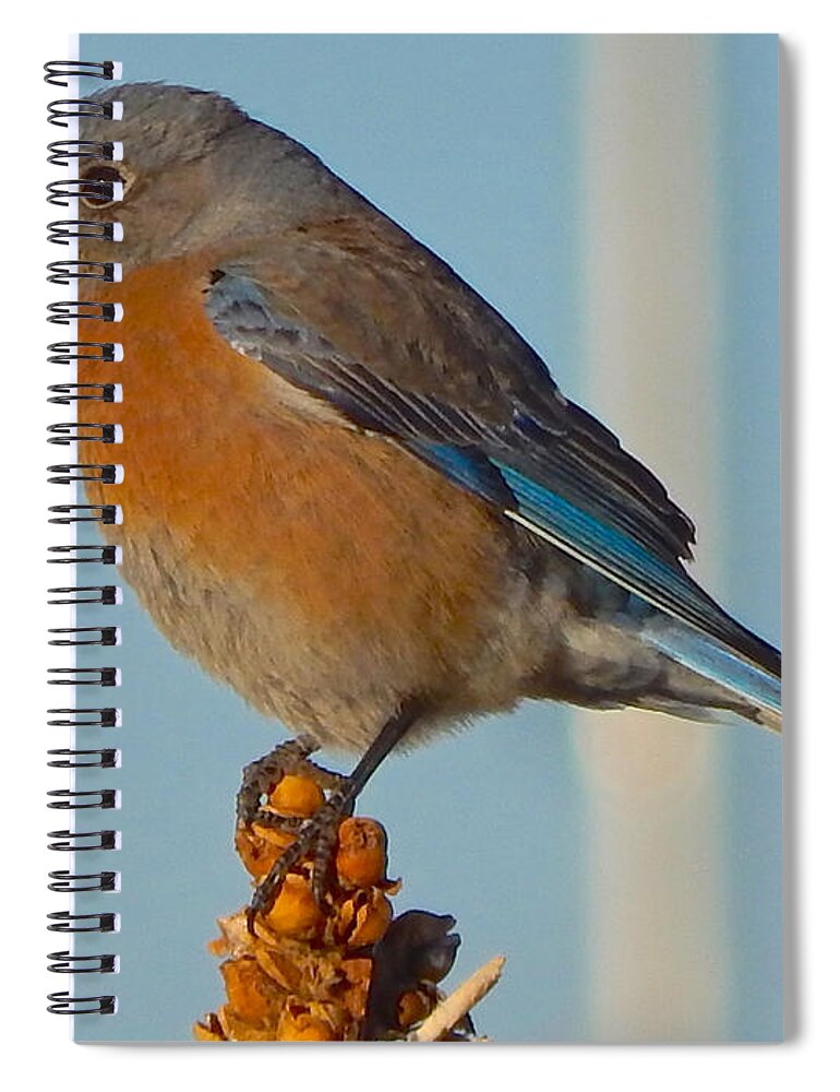 Western Spiral Notebook featuring the photograph Western Bluebird by Dan Miller