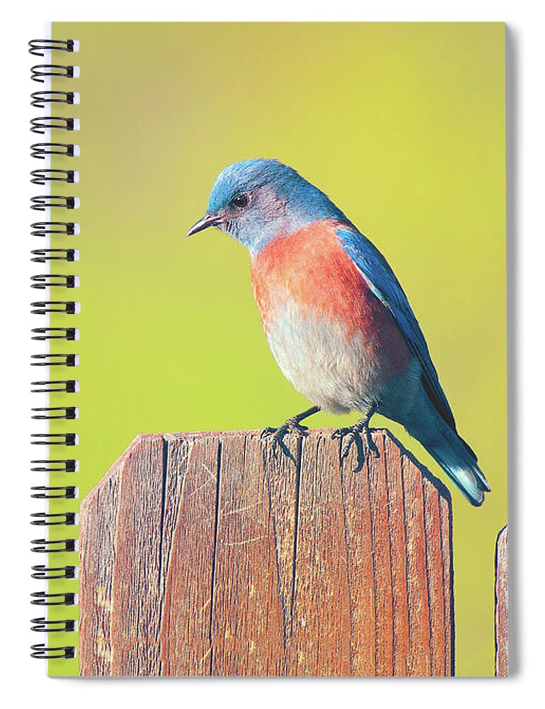 Western Bluebird Spiral Notebook featuring the photograph Western Bluebird by Ram Vasudev