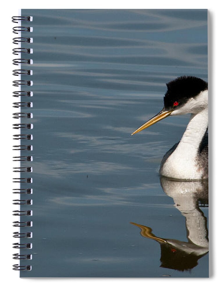 Western Grebe Spiral Notebook featuring the photograph Western Grebe in Calm Waters by Cascade Colors