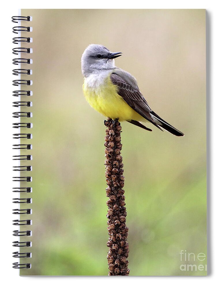 Arkansas Kingbird Spiral Notebook featuring the photograph Western Kingbird by Elizabeth Winter