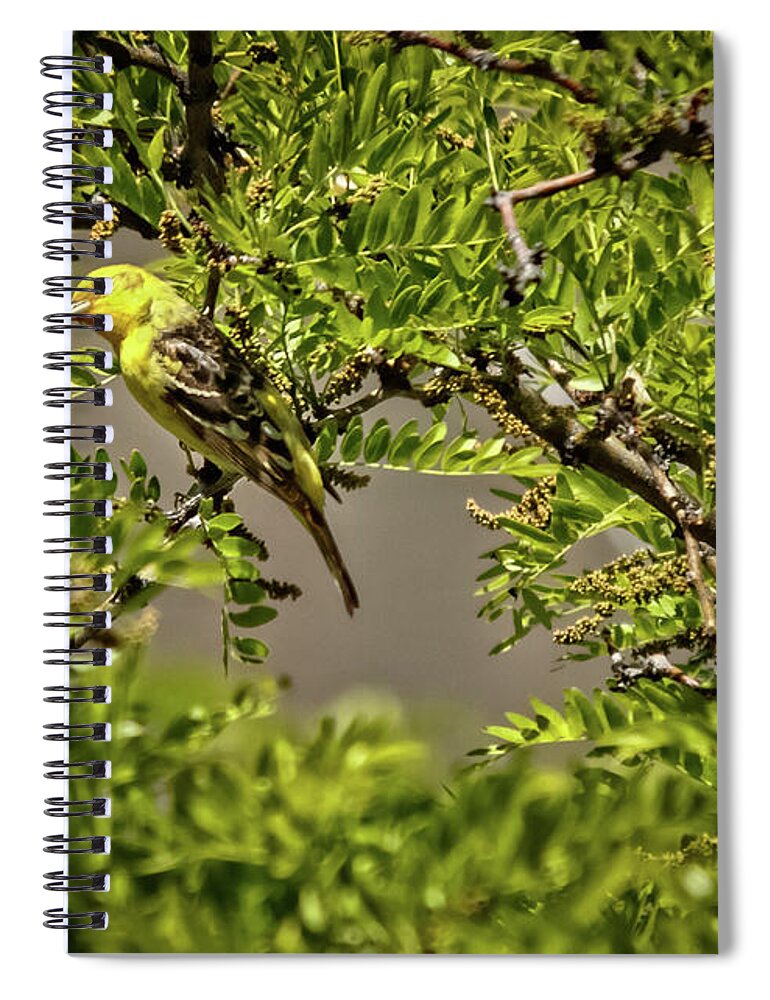 Wildlife Spiral Notebook featuring the photograph Western Tanager by Robert Bales
