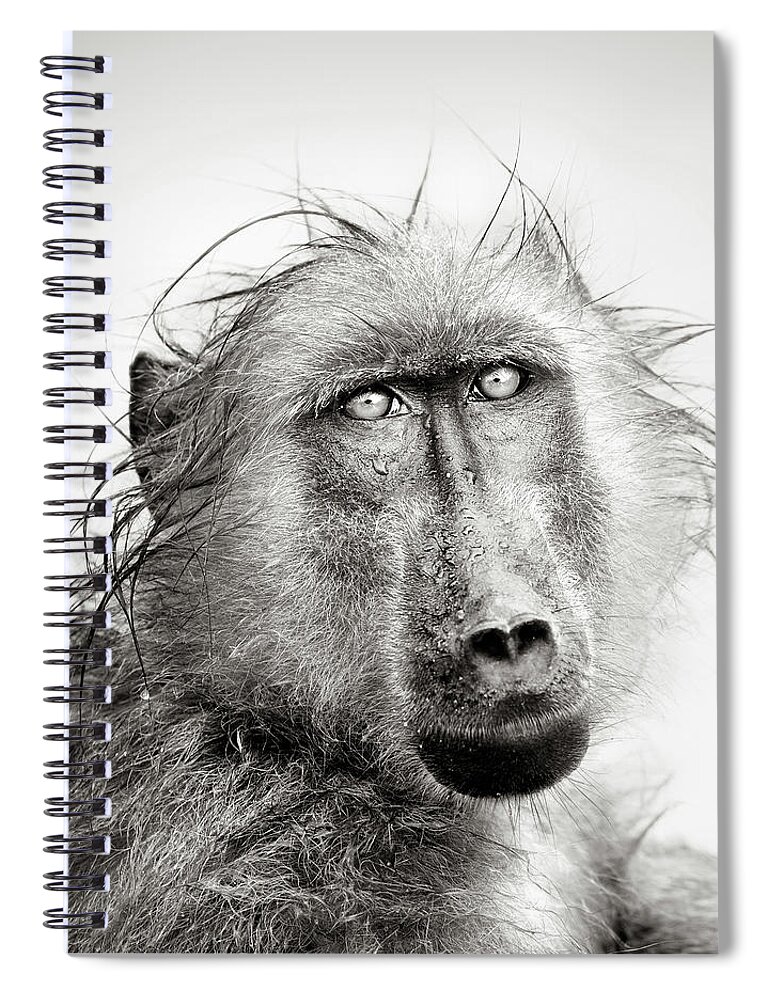 Baboon Spiral Notebook featuring the photograph Wet Baboon portrait by Johan Swanepoel