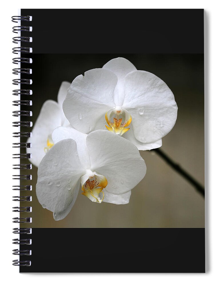 Orchid Spiral Notebook featuring the photograph Wet White Orchids by Sabrina L Ryan