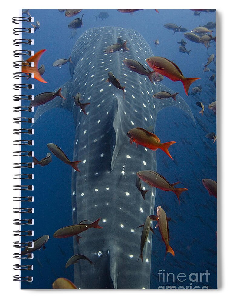 Mp Spiral Notebook featuring the photograph Whale Shark Galapagos Islands by Pete Oxford