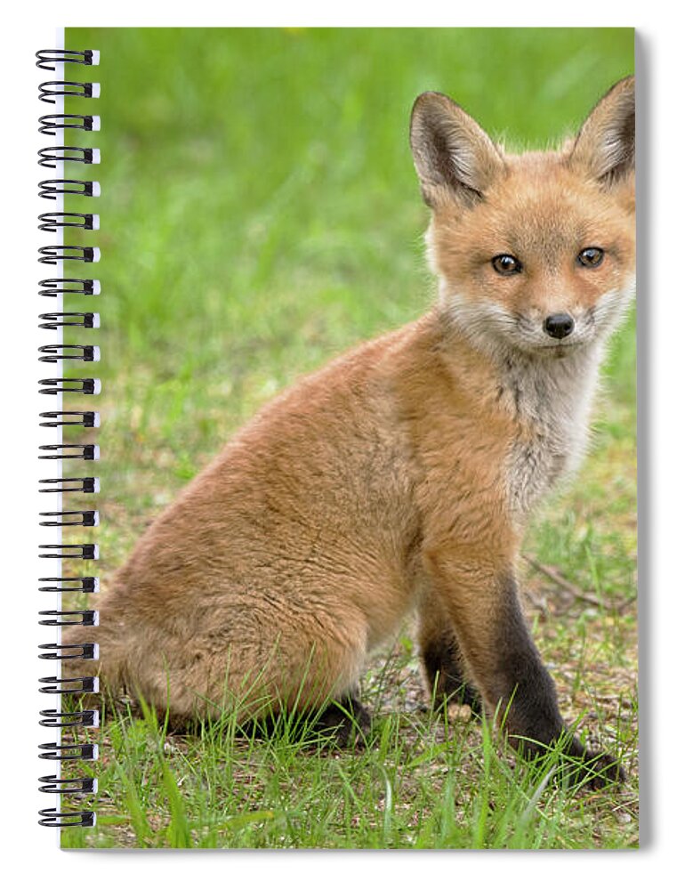 Fox Spiral Notebook featuring the photograph What a Beauty by Peg Runyan