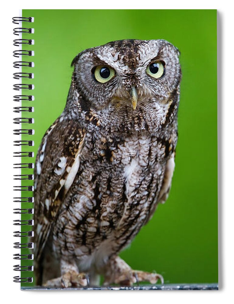 What A Hoot Spiral Notebook featuring the photograph What a Hoot by Gary Holmes