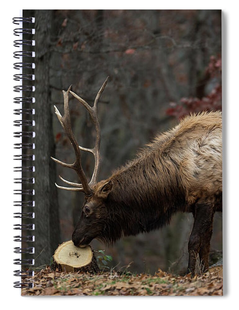 Bull Spiral Notebook featuring the photograph What's this? by Andrea Silies