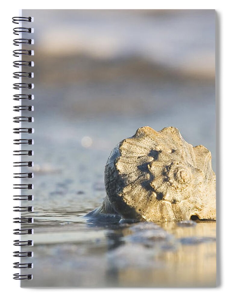 Sea Spiral Notebook featuring the photograph Whelk Shell in Surf by Bob Decker
