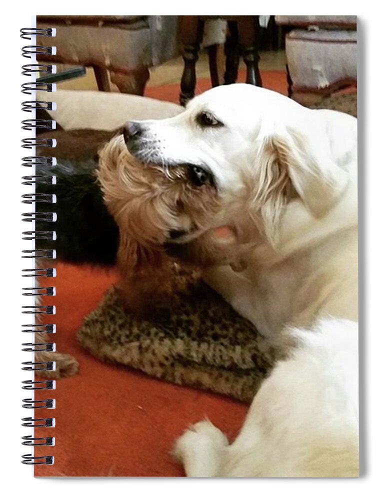 Dog Spiral Notebook featuring the photograph Risky Kisses by Rowena Tutty