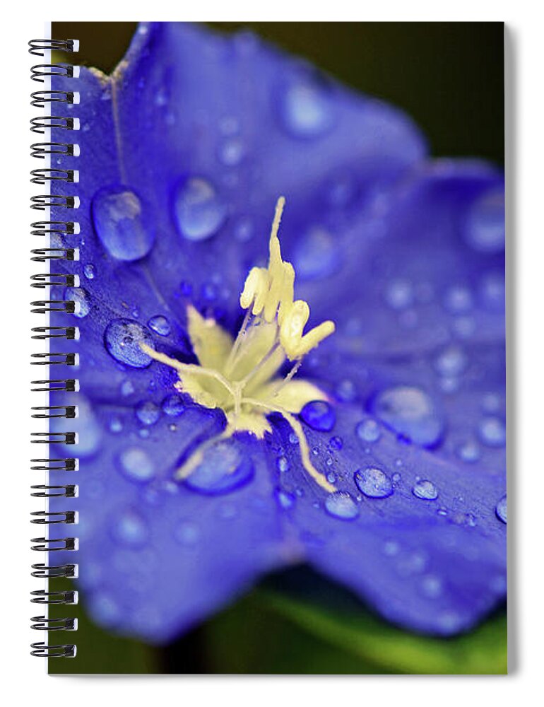 Flower Spiral Notebook featuring the photograph When Old Becomes New by Melanie Moraga