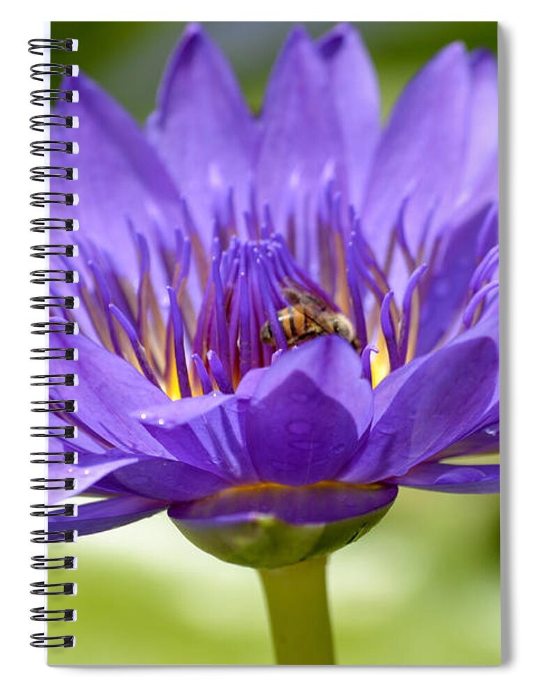 Water Lily Spiral Notebook featuring the photograph When The Lily Blooms by Melanie Moraga