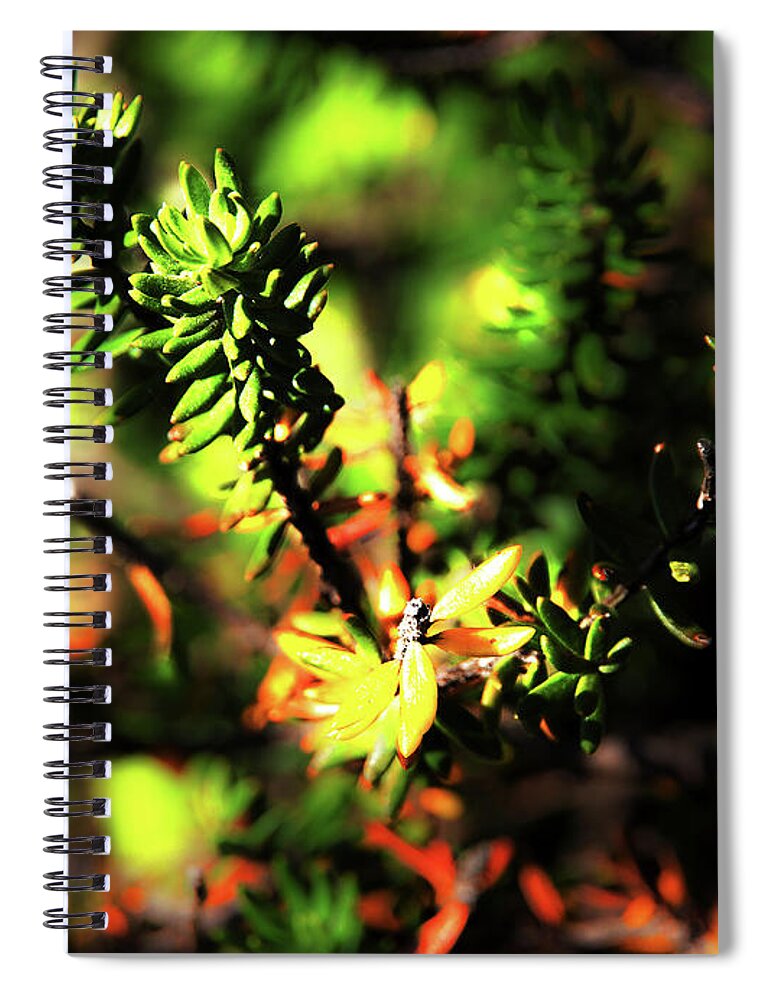 Westringia Fruticosa Spiral Notebook featuring the photograph When Yellow Leaves Are Falling by Miroslava Jurcik