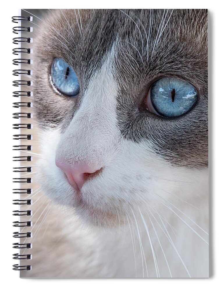 Cat Spiral Notebook featuring the photograph Whiskers by Derek Dean