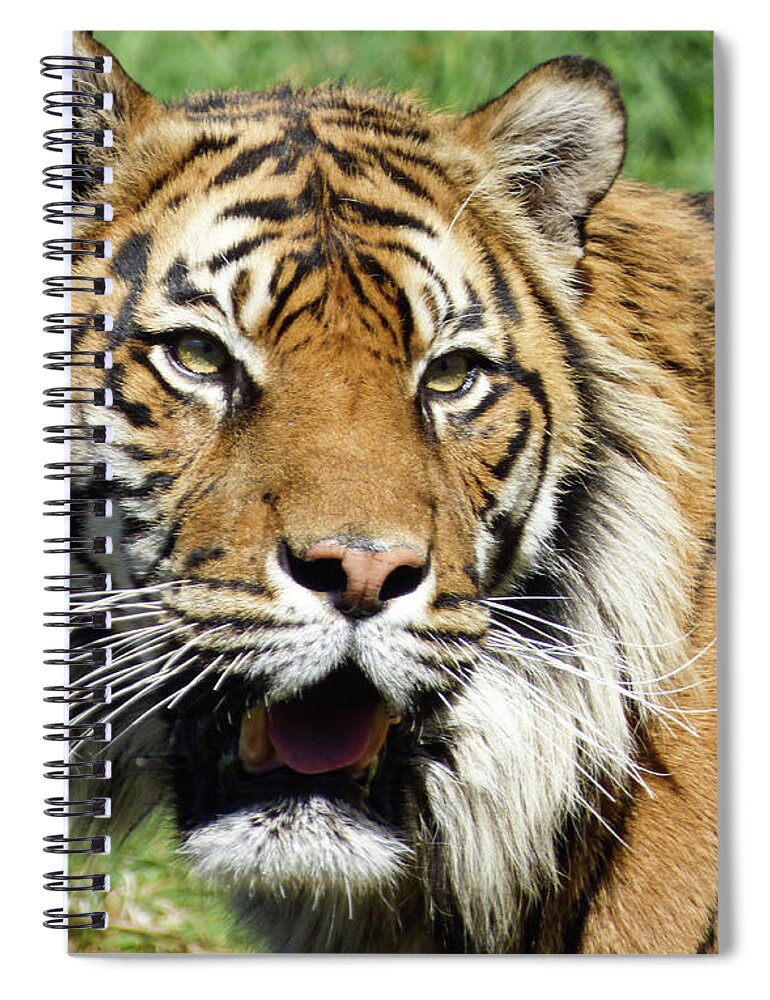 Sumatran Spiral Notebook featuring the photograph Whiskers by Steve Taylor