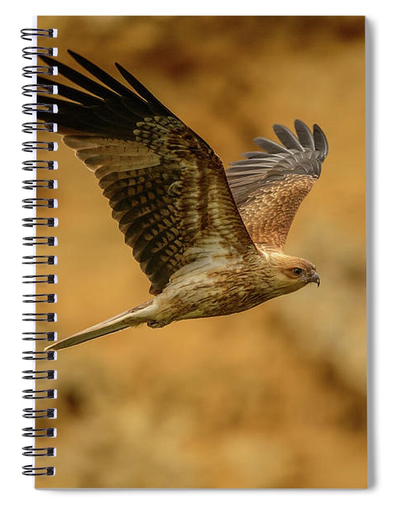 Bird Spiral Notebook featuring the photograph Whistling Kite 02 by Werner Padarin