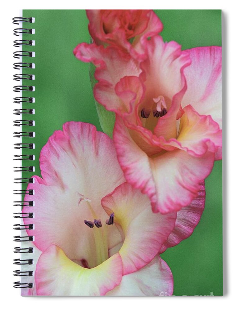 Gladiola Spiral Notebook featuring the photograph White and Pink Gladiola by James B Toy