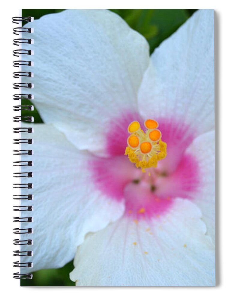 Flower Spiral Notebook featuring the photograph White and Pink Hibiscus by Amy Fose
