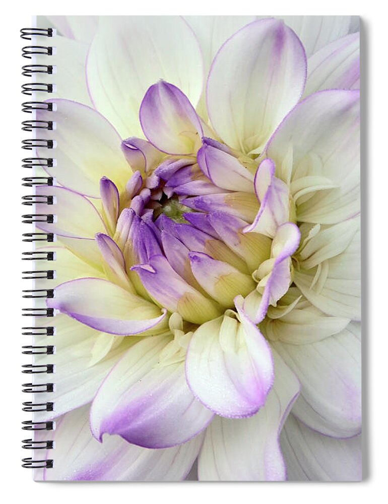 Purple Dahlia Spiral Notebook featuring the photograph White and Purple Dahlia by Ann Bridges