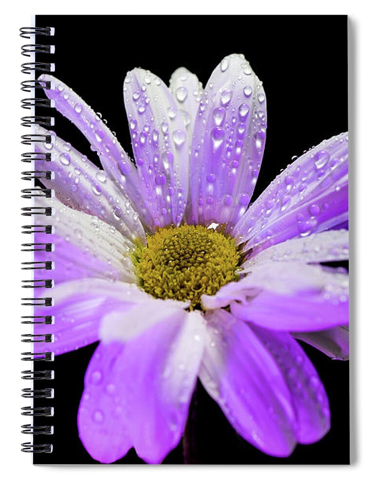 White Spiral Notebook featuring the photograph White and purple glow daisy flower by Lilia S