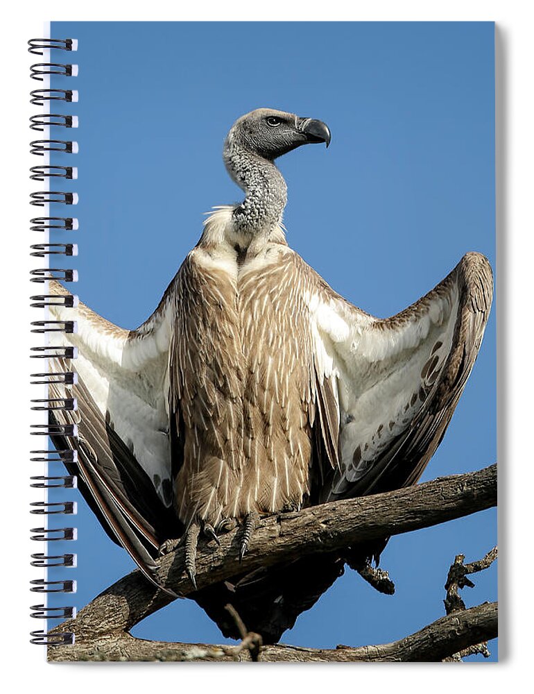 White Backed Spiral Notebook featuring the photograph White Backed Vulture by Steven Upton