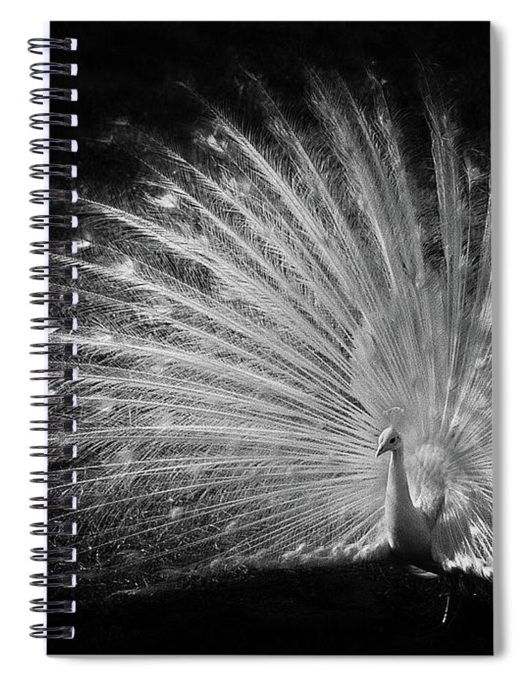 Bird Spiral Notebook featuring the photograph White Beauty by Debra and Dave Vanderlaan